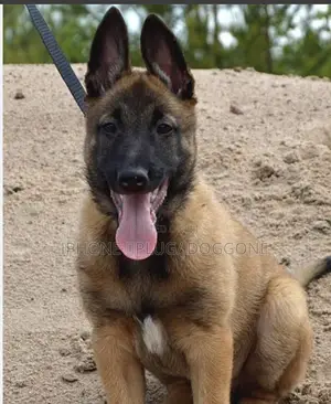 1-3 months Female Purebred Belgian Malinois