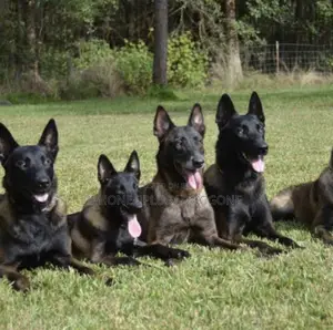 3-6 months Male Purebred Belgian Malinois
