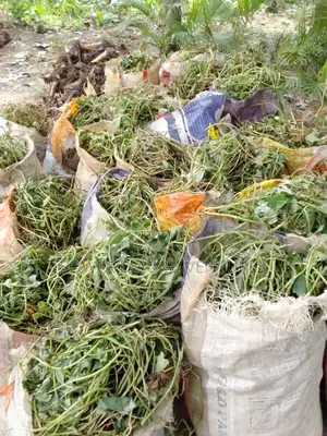 Hybrid Sweet Potato Vines