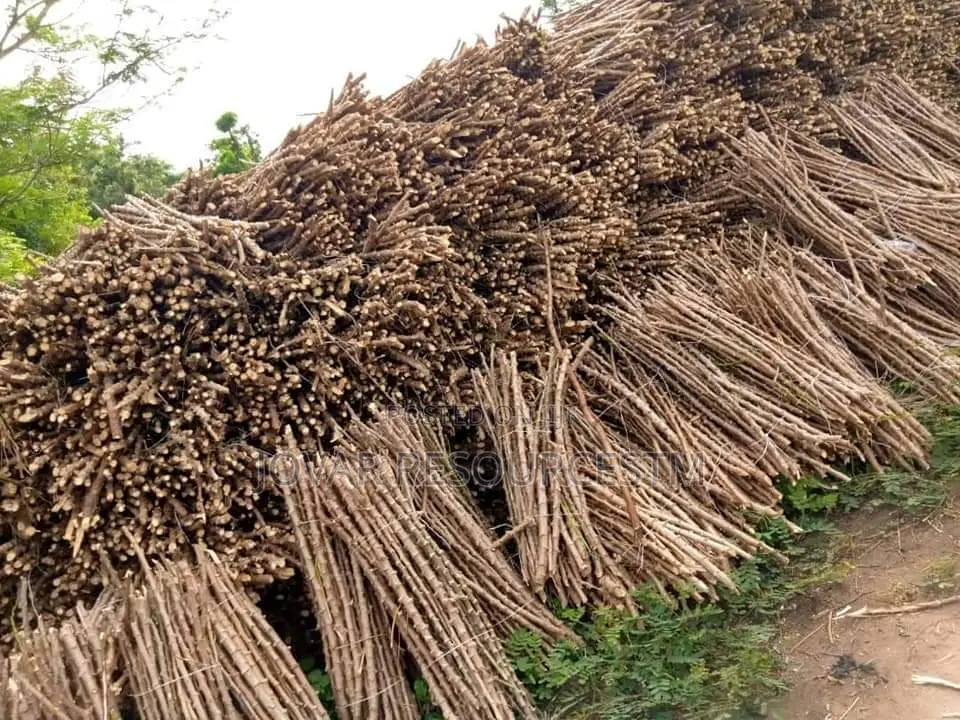 Best Improved Cassava Stem