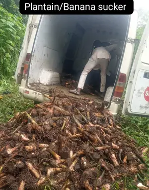 Best Cameroon Elephant Plantain, Cavendish Banana Sucker