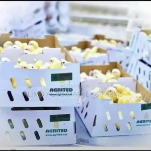 Dayold Chicks, Broiler Chicken