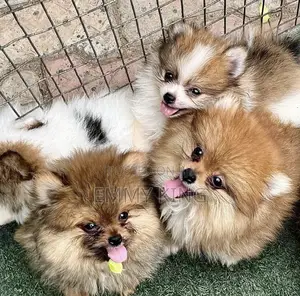 1-3 months Female Purebred Pomeranian