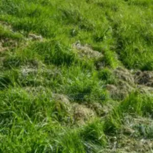 Land Lease at Yaba An Old Bungalow on 2000m2 of Corner Piece