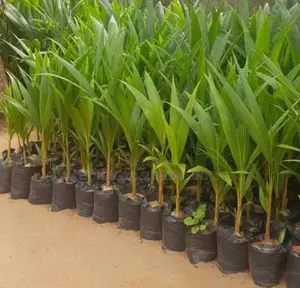 Hybrid Coconut Seedlings