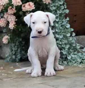 1-3 months Female Purebred Dogo Argentino