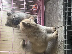 1-3 months Male Purebred Chow Chow