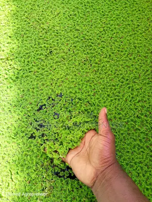 Azolla Water Plant
