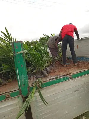 Advance Quality Treated Tenera Oil Palm Seedlings