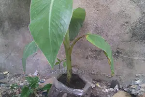 Plantain Sucker-camerounian Hybrid