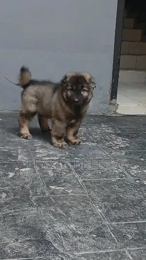 1-3 months Male Purebred Caucasian Shepherd