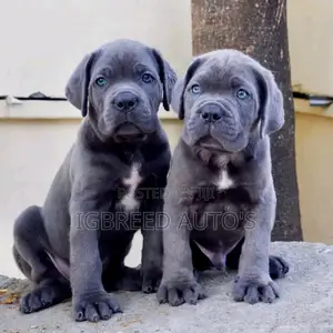 1-3 months Female Purebred Cane Corso