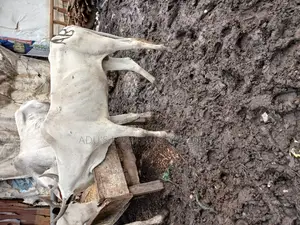 Medium Sized Healthy Cows
