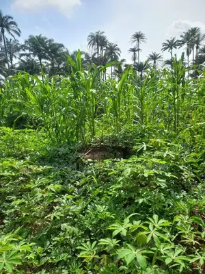 2500 Acres for Sale in Abeokuta at Cheaper Price