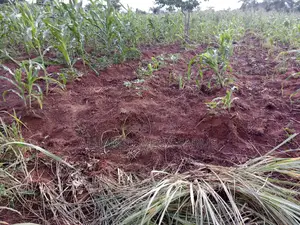 2573 Acres of Farmland for Sale at 600,000 Per Acre