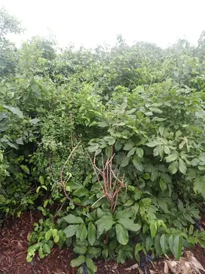 200 Acres of Farmland for Sale at 450,000 Per Acre