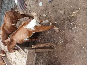 Healthy Northern Goats