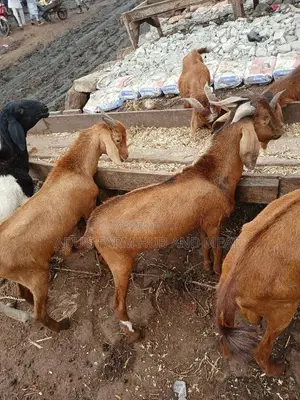 Giant Goats