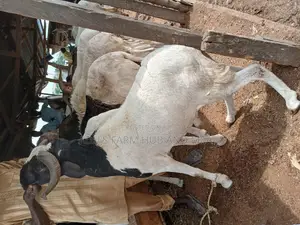 Big and Healthy Rams