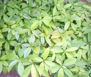 Quality Seedlings