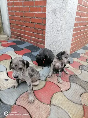 1-3 months Female Purebred Great Dane