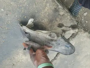 Mechanical Engineer
