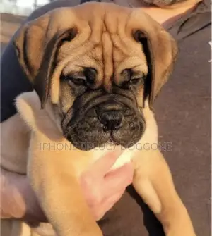 3-6 months Female Purebred Bullmastiff