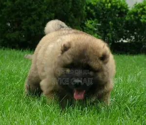 1-3 months Male Purebred Caucasian Shepherd