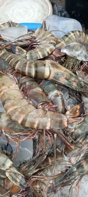 Tiger Prawns