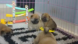 1-3 months Female Purebred Chow Chow