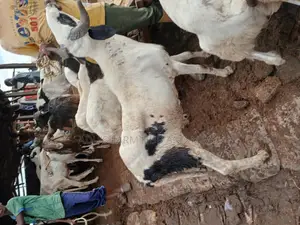 Big/Healthy Rams/Agbo