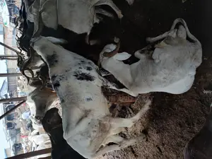 Giant and Healthy Rams