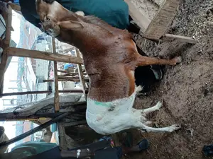 Giant and Healthy Rams/Agbo