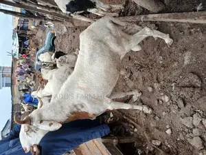 Giant and Healthy Rams/Agbo