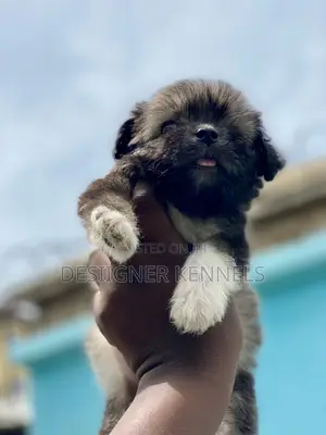 1-3 months Female Purebred Lhasa Apso