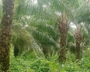 5000 Acres Oilpalm Farm for Sale in Ogbere, Ijebu East, Ogun