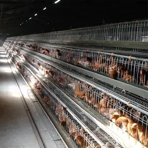 Super Hot Dip Galvanized 160 Cage: 20+ Years Of Use