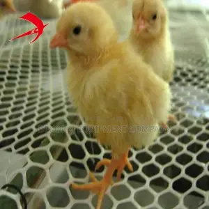 Pullet Cage ,Chicken Raising Floor Mat For Neat Farming