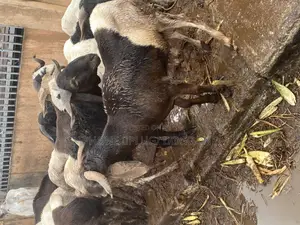 Ram Available