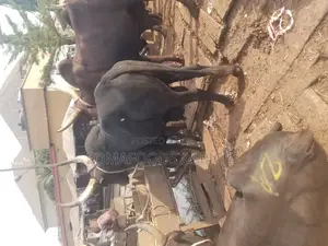 Big Healthy Cow