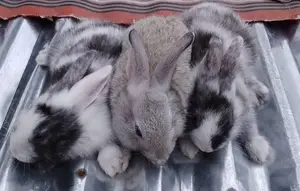 Exotic Rabbit Breeds