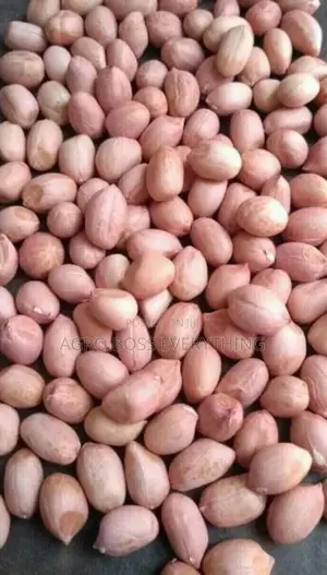 Groundnut Available in Bags and Trailer