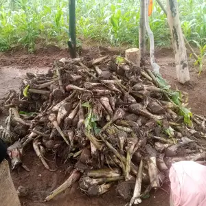 Plantain Sucker for Large, Medium Scale Farm and Ot