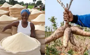 Dekoraj Garri Processing Machine: 60 Bags Of Garri Daily