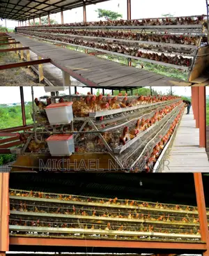 Poultry Farm for Sale