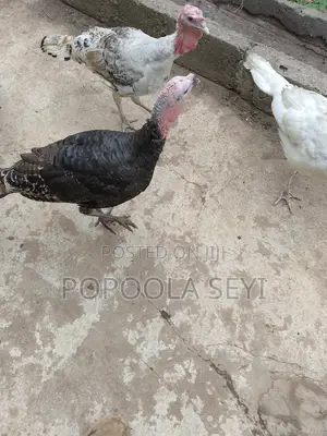 Local Turkey Going to 4 Months