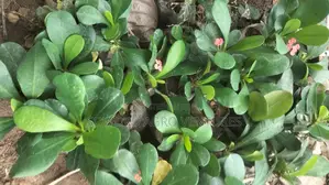 Christ Thorn Flowers