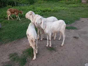 Young Balami and Sudanese Sheep (Vaccinated and Quarantine)