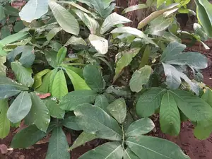 Seedlings That Are Ready for Transplant to Their Feed