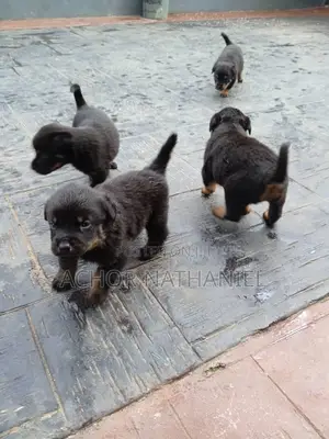 1-3 months Female Purebred Rottweiler